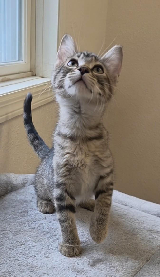 Little Bear, an adopted Domestic Short Hair in Red Wing, MN image 2/3