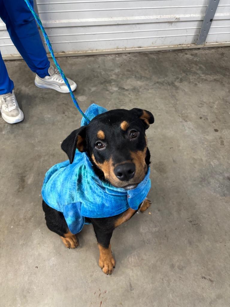 Dog Kennel #25 Ceasar Jr., Adoptable, Young Male Rottweiler & Mixed Breed.