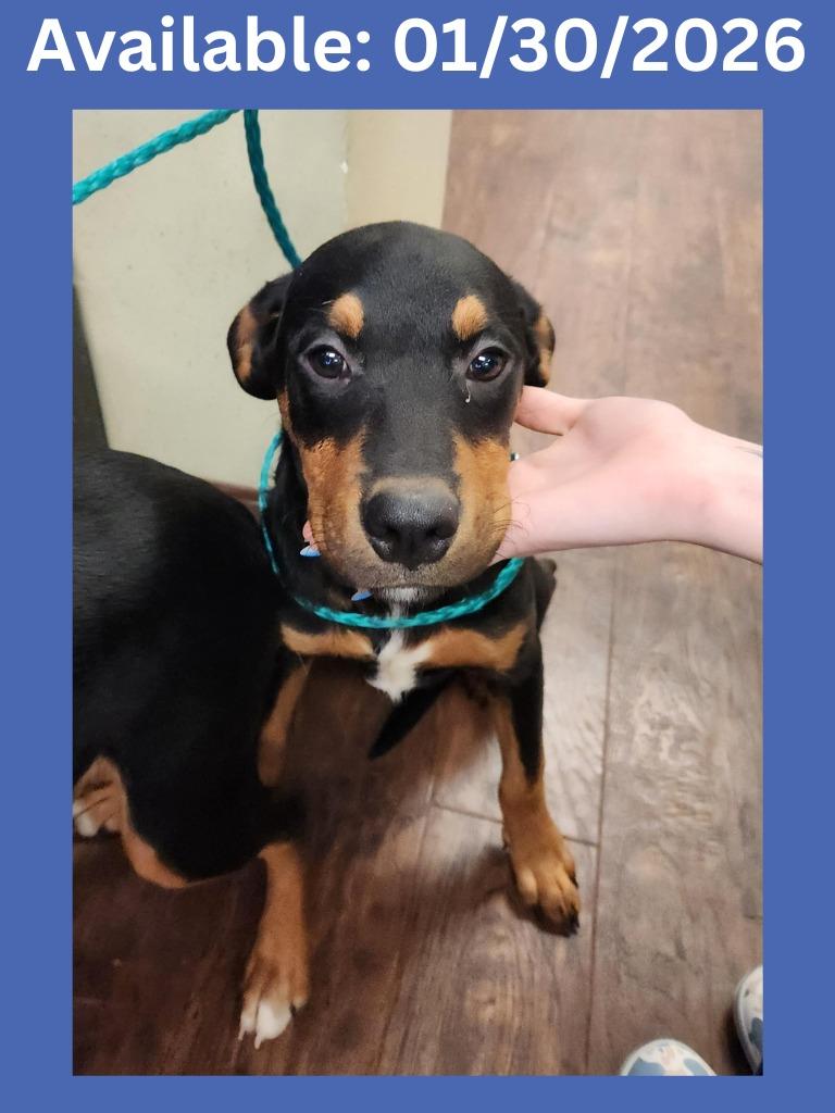 Enlarge Dog Kennel #25 Ceasar Jr., a Adoptable mixed breed in Greenville, TX image 2/6