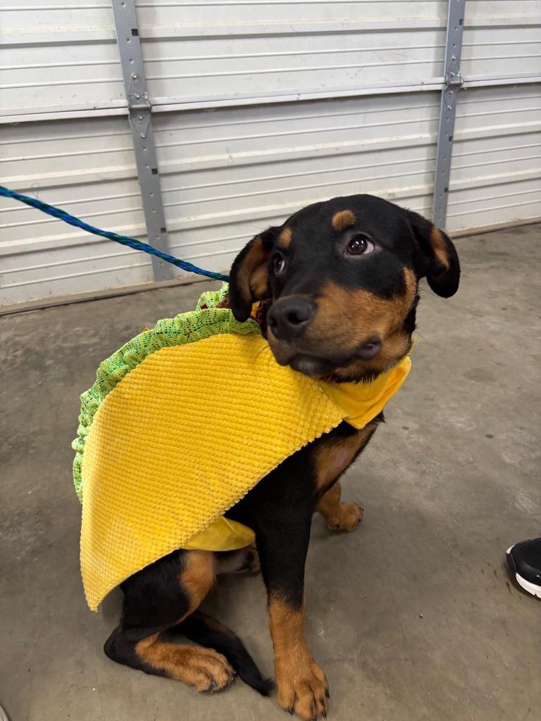 Enlarge Dog Kennel #25 Ceasar Jr., a Adoptable mixed breed in Greenville, TX image 5/6