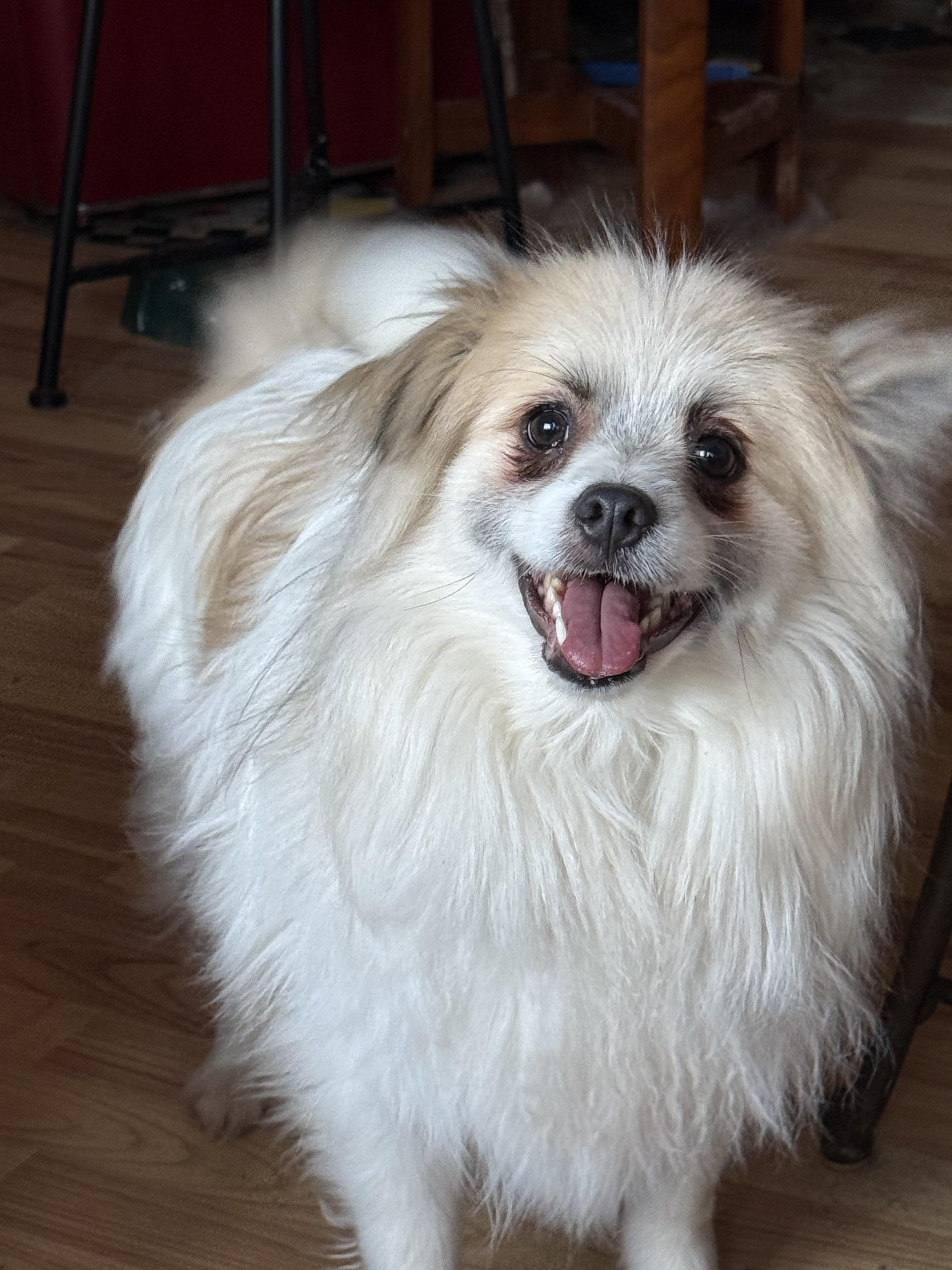 Angus, a ADOPTABLE Pomsky in St-Valerien, QC image 1/3
