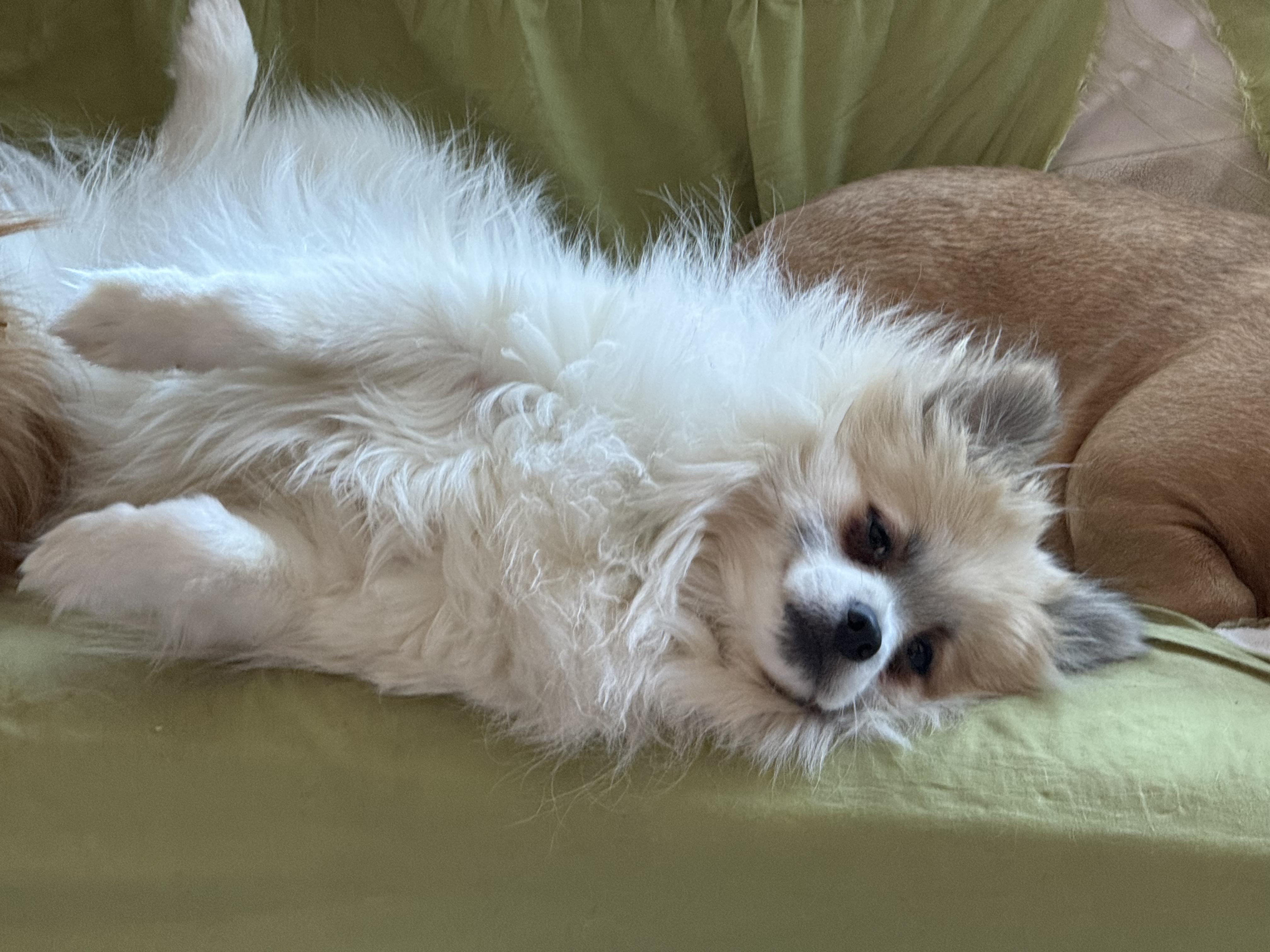 Angus, a ADOPTABLE Pomsky in St-Valerien, QC image 2/3