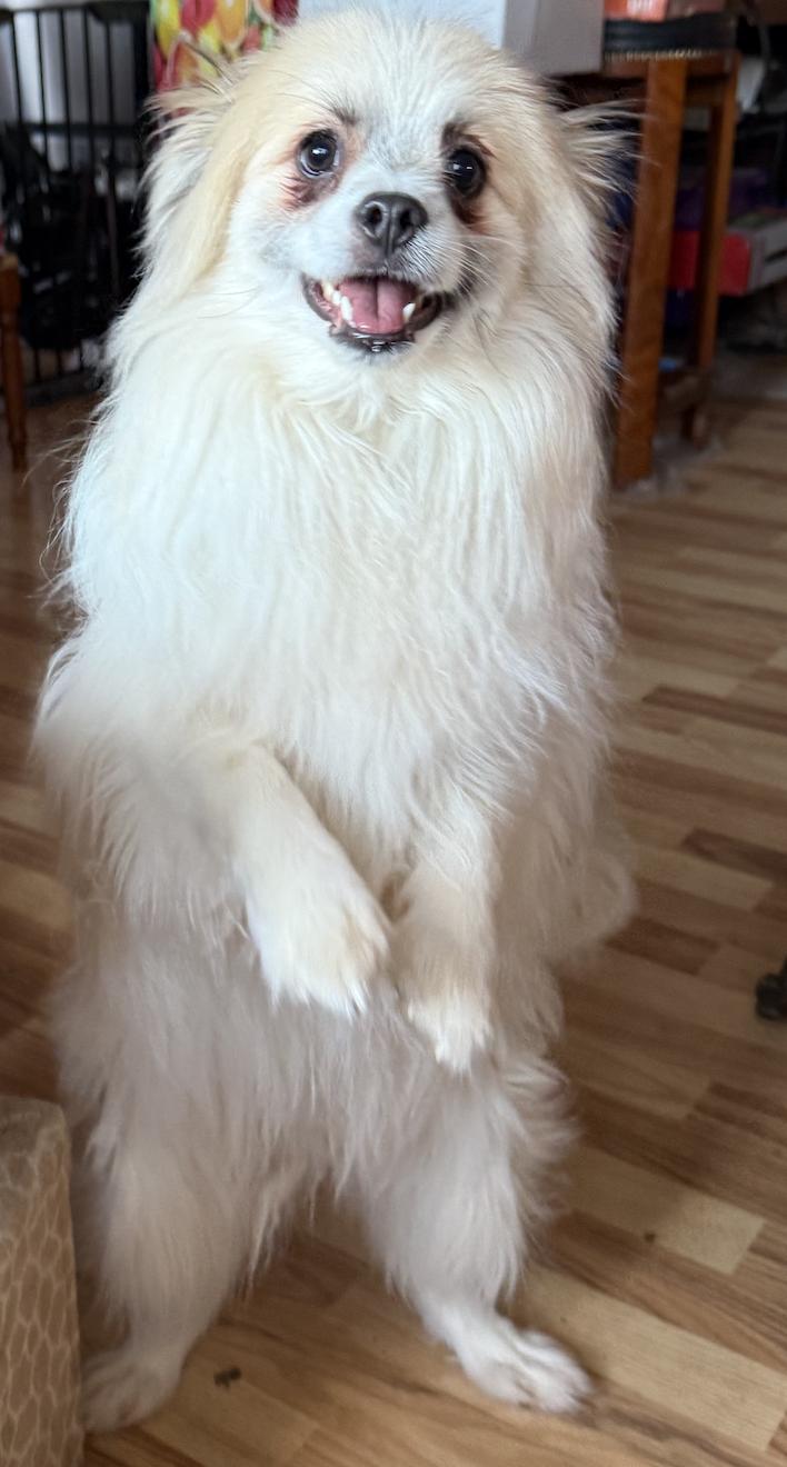 Angus, a ADOPTABLE Pomsky in St-Valerien, QC image 3/3