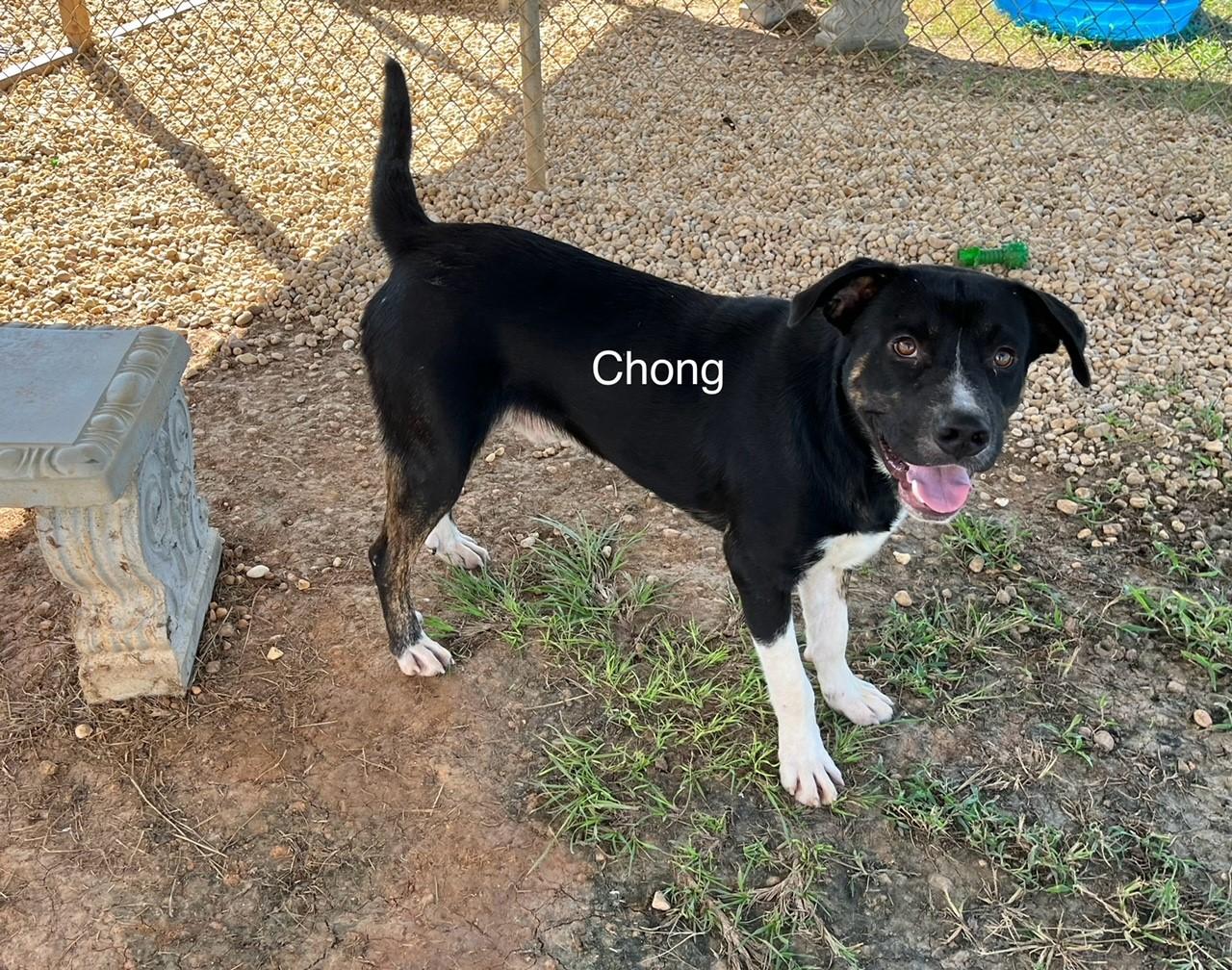Chong photo 3