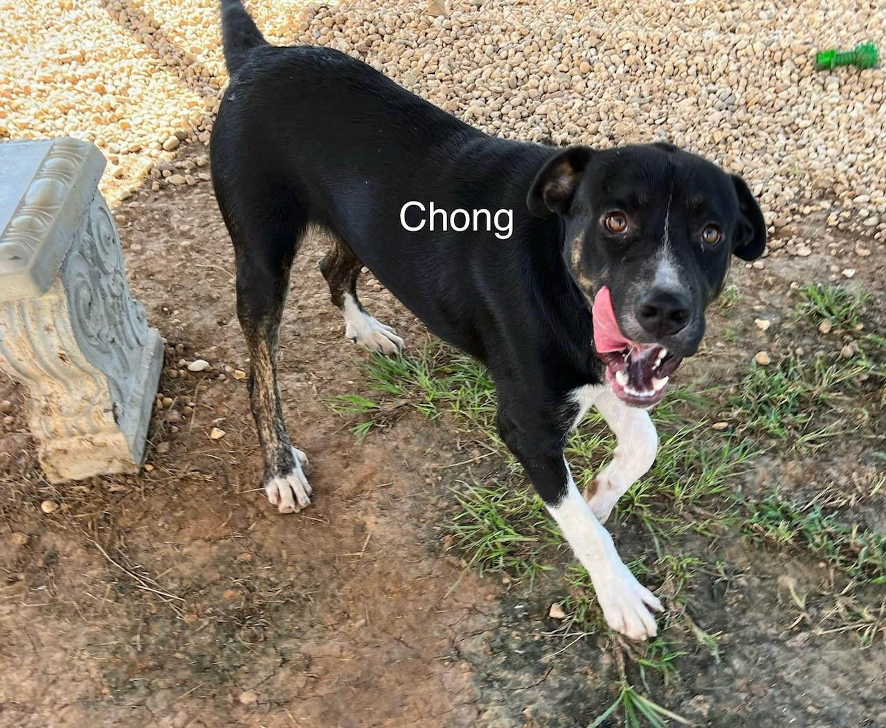 Chong photo 2