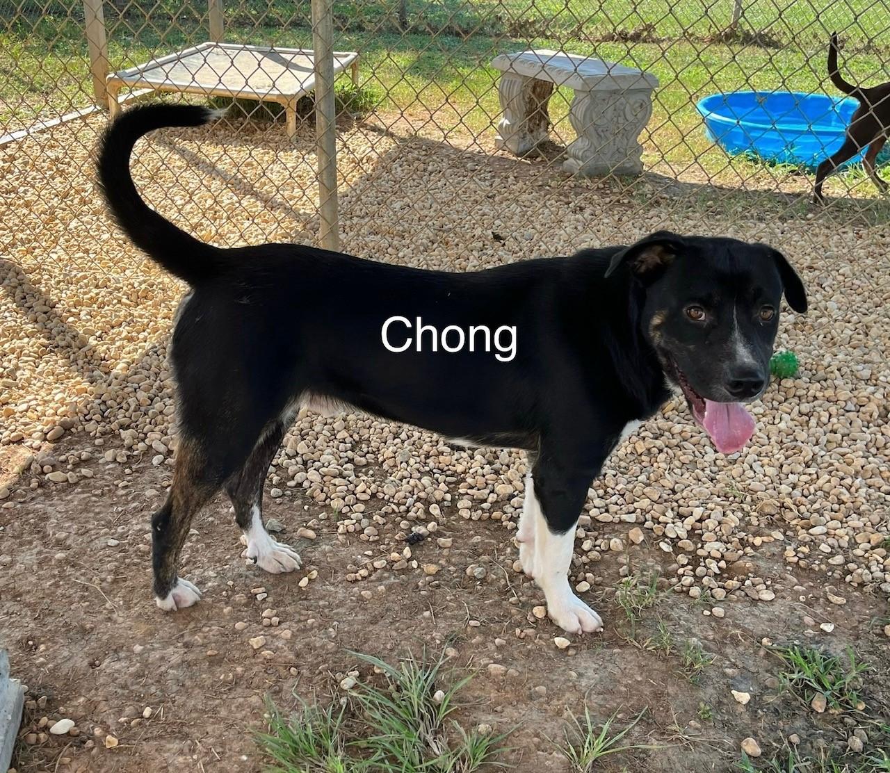 Chong photo 4