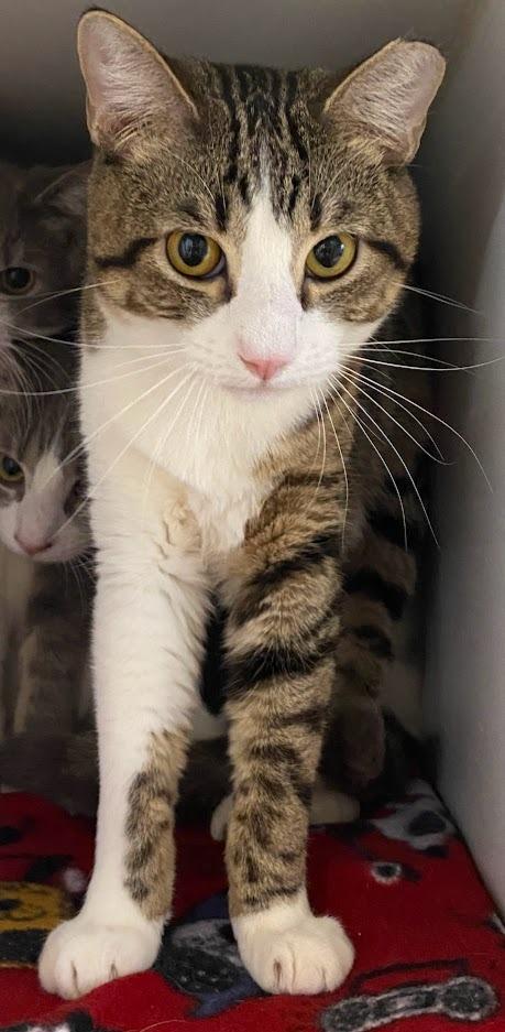 Smitty, Adopted, Young Male Domestic Short Hair.