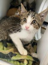 Smitty, Adopted, Young Male Domestic Short Hair.