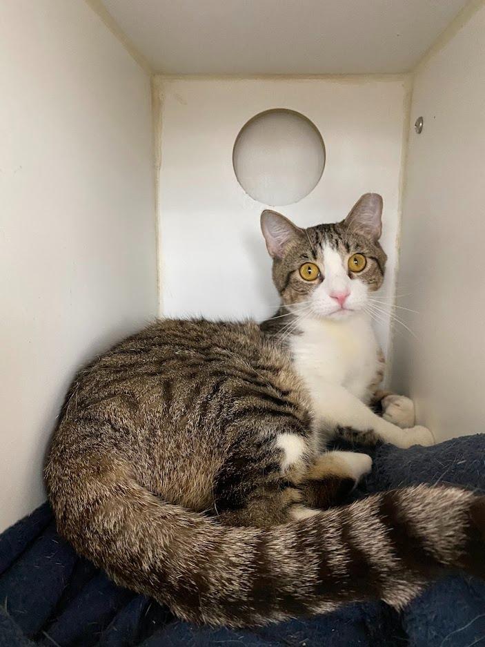 Smitty, a Adopted mixed breed in Sapulpa, OK image 2/4