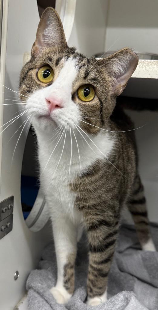 Smitty, a Adopted mixed breed in Sapulpa, OK image 4/4