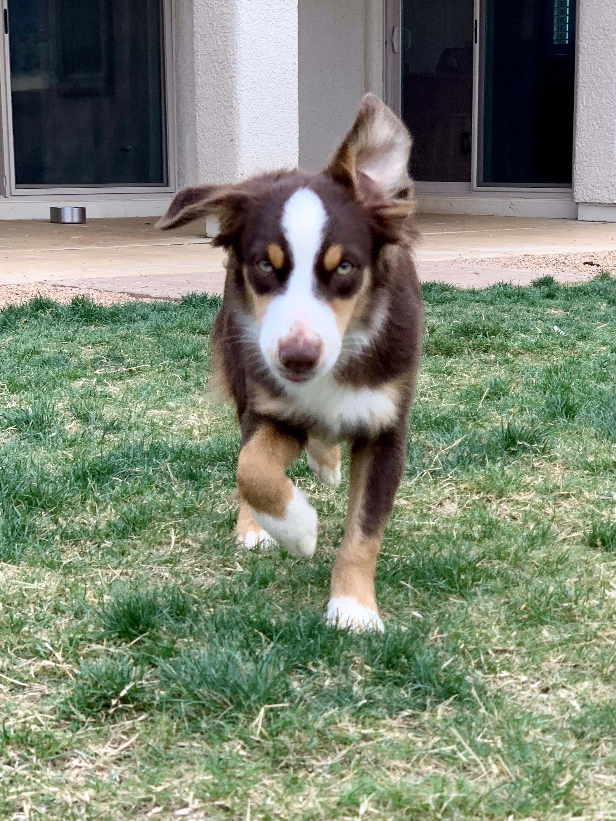 Enlarge Wilder, 8 month old red Mini Aussie, a Adoptable Australian Shepherd in Oro Valley, AZ image 2/3