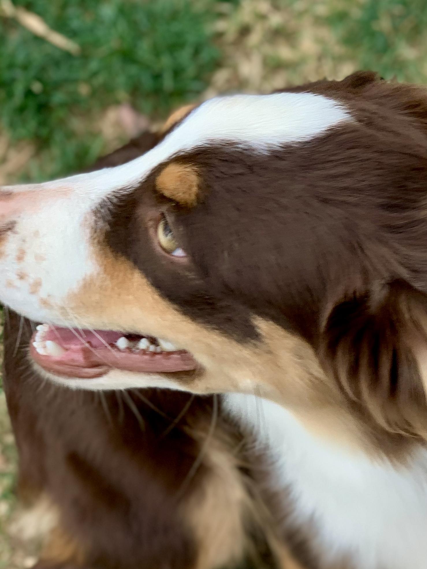 Enlarge Wilder, 8 month old red Mini Aussie, a Adoptable Australian Shepherd in Oro Valley, AZ image 3/3