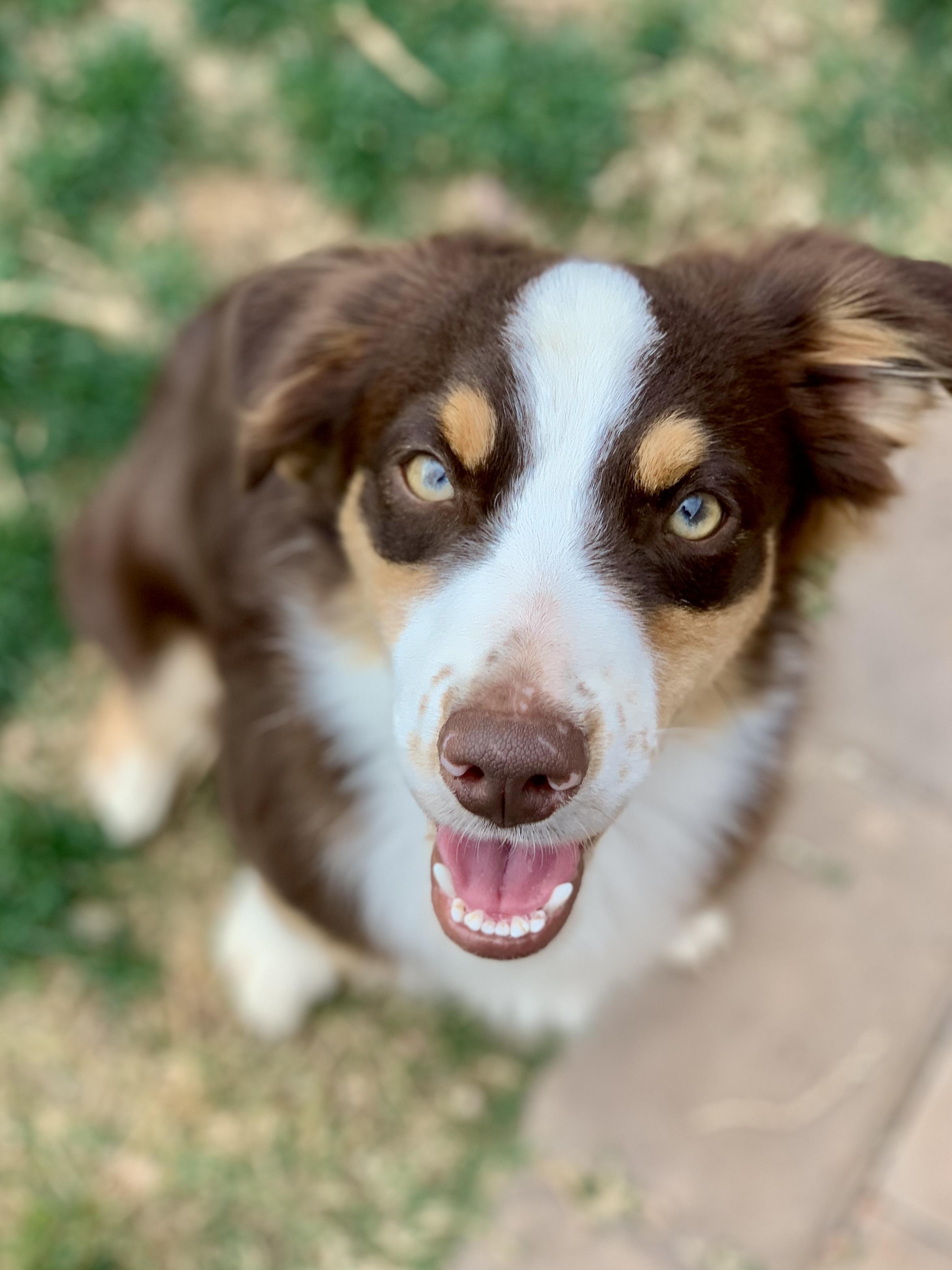 Wilder, 8 month old red Mini Aussie, Adoptable, Puppy Male Australian Shepherd.