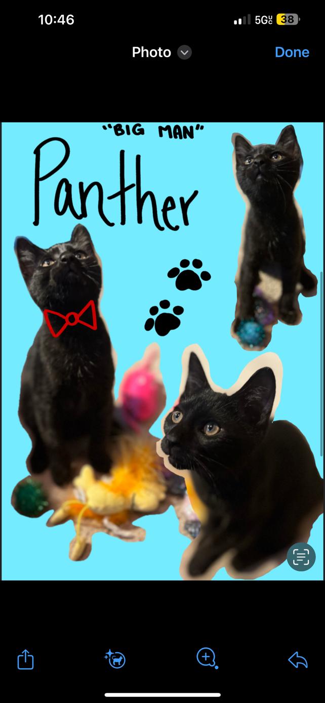 Panther, Adoptable, Kitten Male Domestic Short Hair.