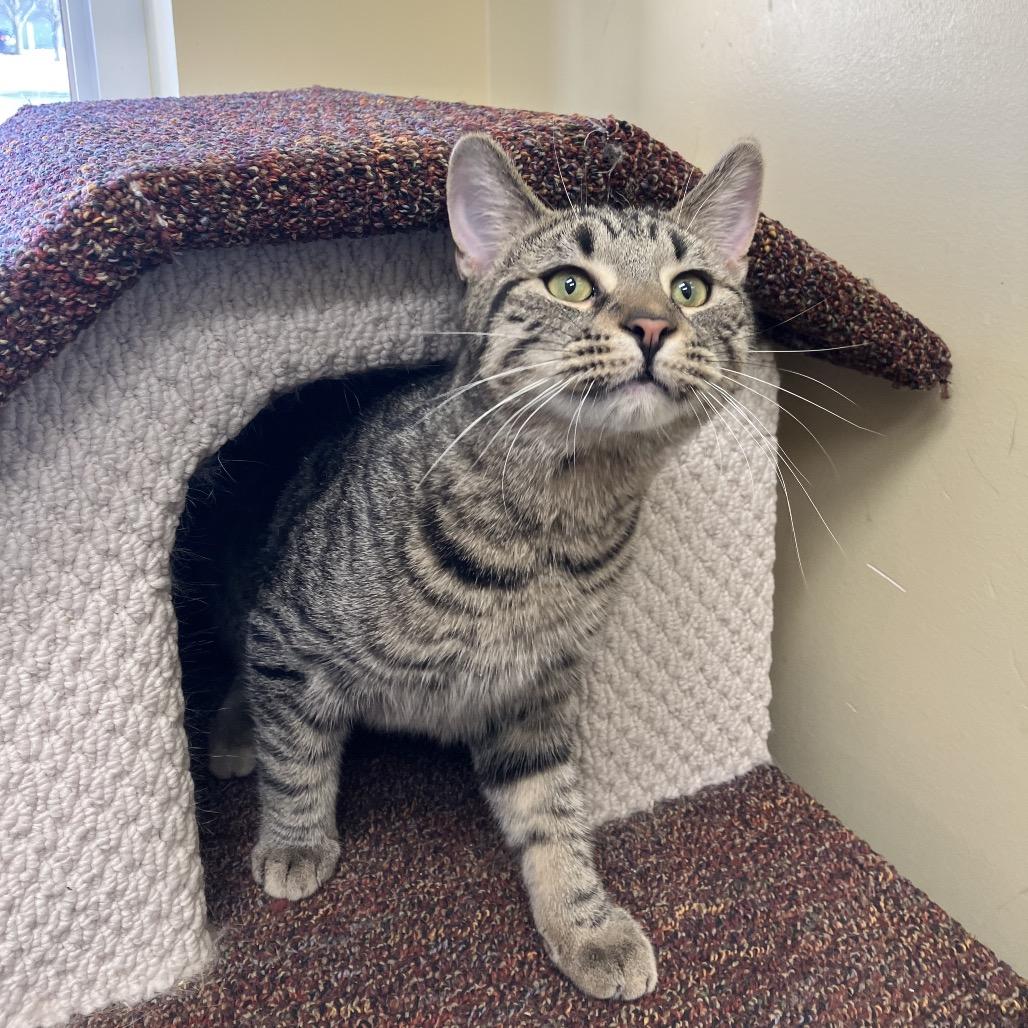 Hunter, Adoptable, Young Male Domestic Short Hair.