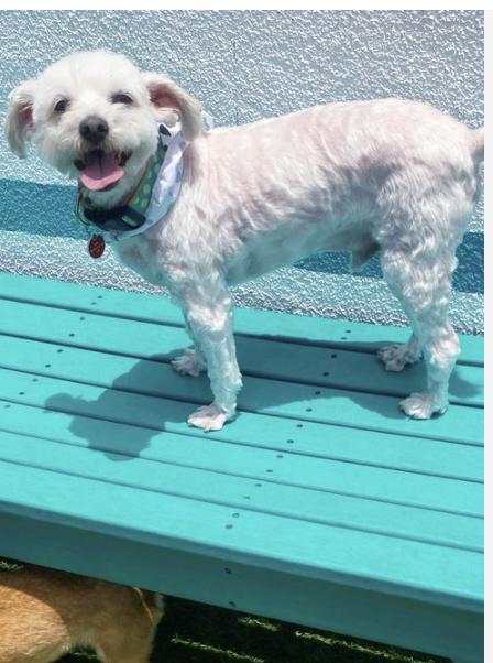 Waldo, an adoptable Maltipoo in Los Angeles, CA, 90064 | Photo Image 1