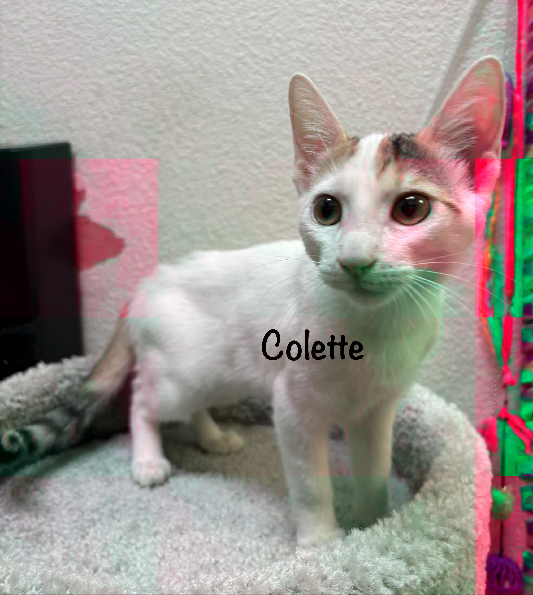 Enlarge Colette (call 602-692-1499 to meet Colette), a Adoptable mixed breed in Phoenix, AZ image 2/5