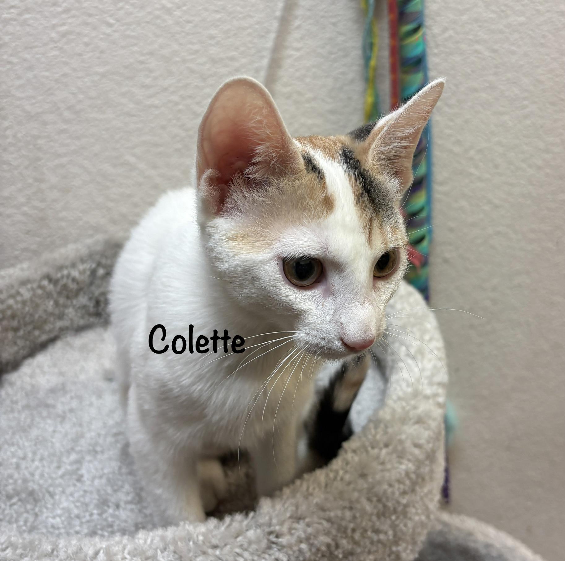Enlarge Colette (call 602-692-1499 to meet Colette), a Adoptable mixed breed in Phoenix, AZ image 1/5