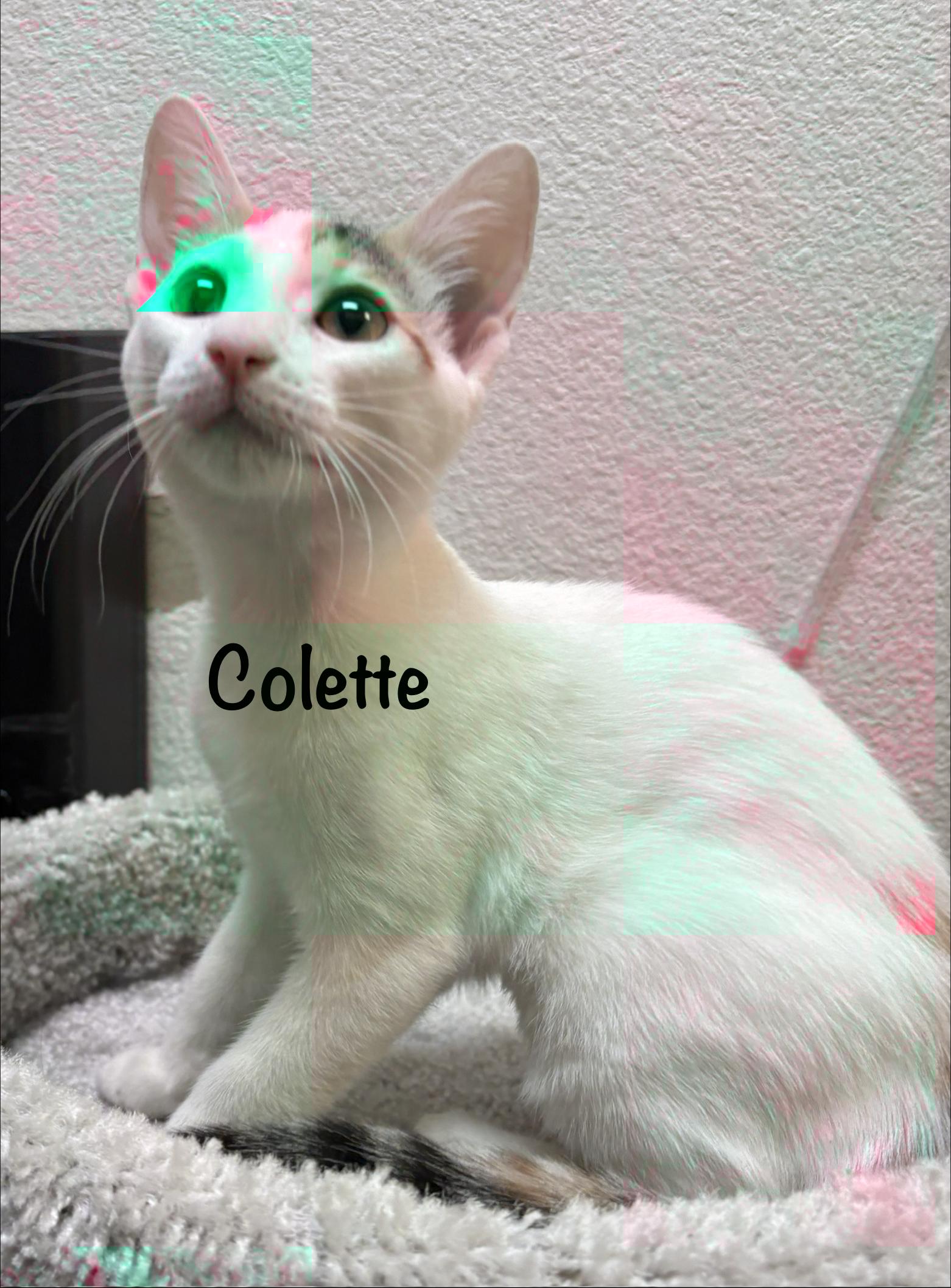 Enlarge Colette (call 602-692-1499 to meet Colette), a Adoptable mixed breed in Phoenix, AZ image 5/5