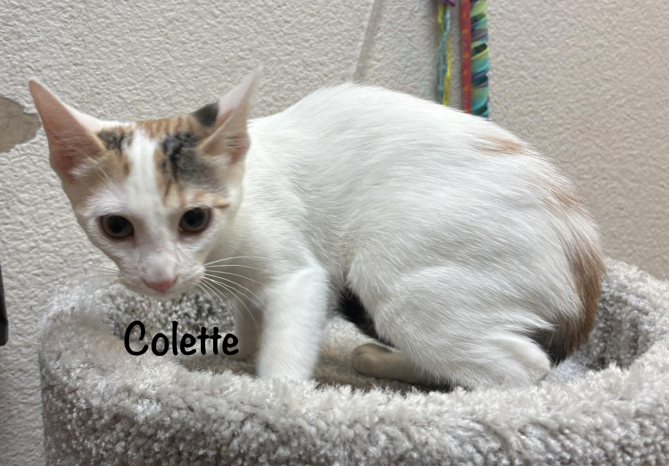 Enlarge Colette (call 602-692-1499 to meet Colette), a Adoptable mixed breed in Phoenix, AZ image 4/5