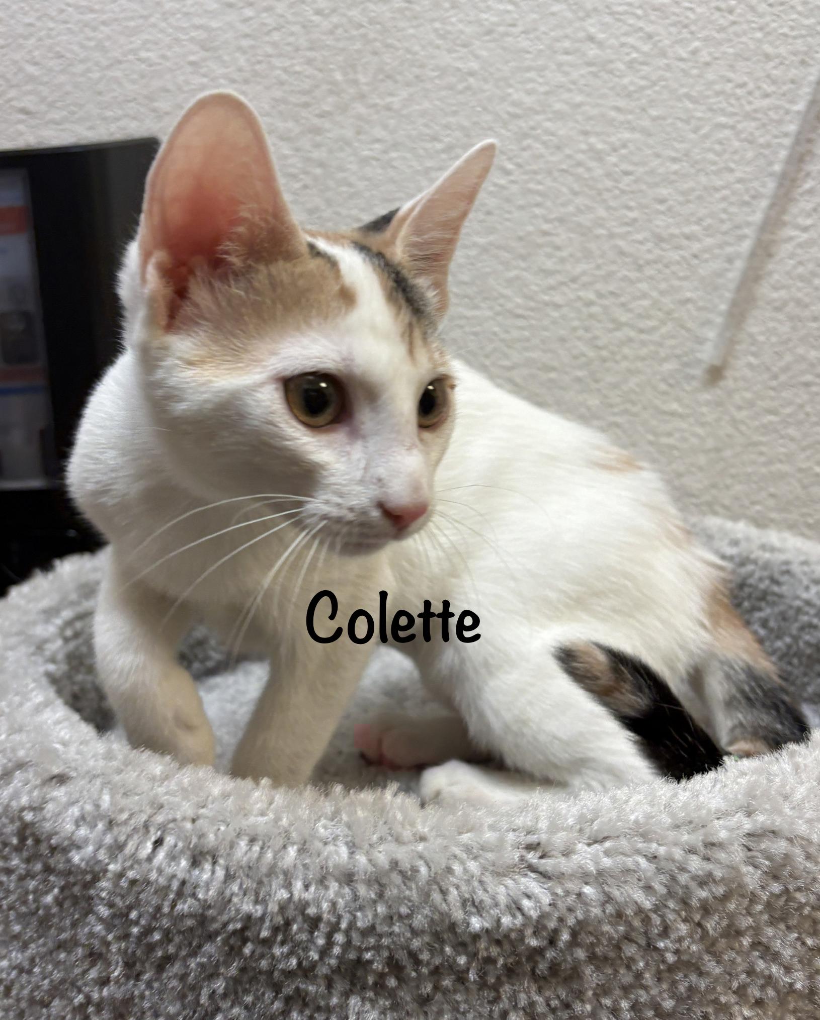 Enlarge Colette (call 602-692-1499 to meet Colette), a Adoptable mixed breed in Phoenix, AZ image 3/5