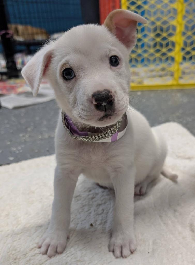 Penny (Penelope), Adopted, Puppy Female Beagle & Mixed Breed.