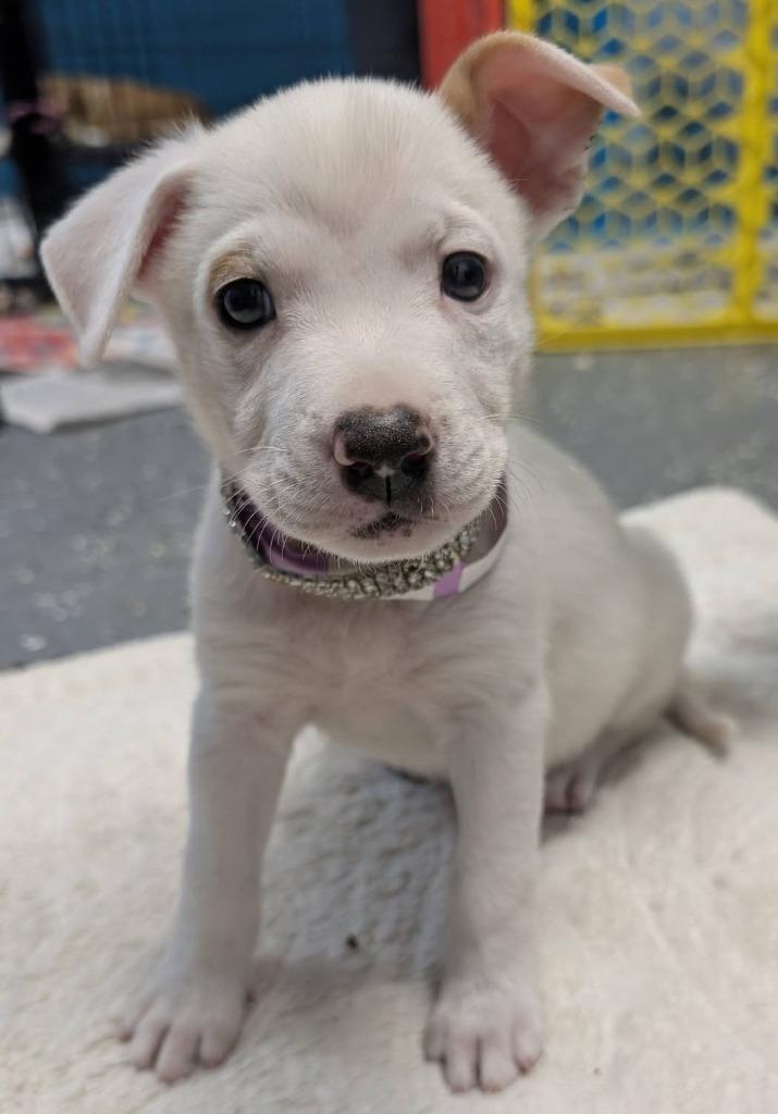 Enlarge Penny (Penelope), a Adopted mixed breed in Warren, MI image 2/6