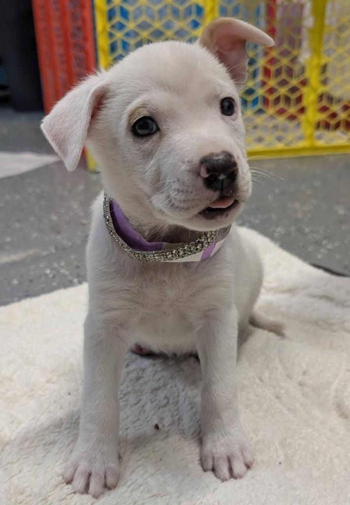 Enlarge Penny (Penelope), a Adopted mixed breed in Warren, MI image 3/6
