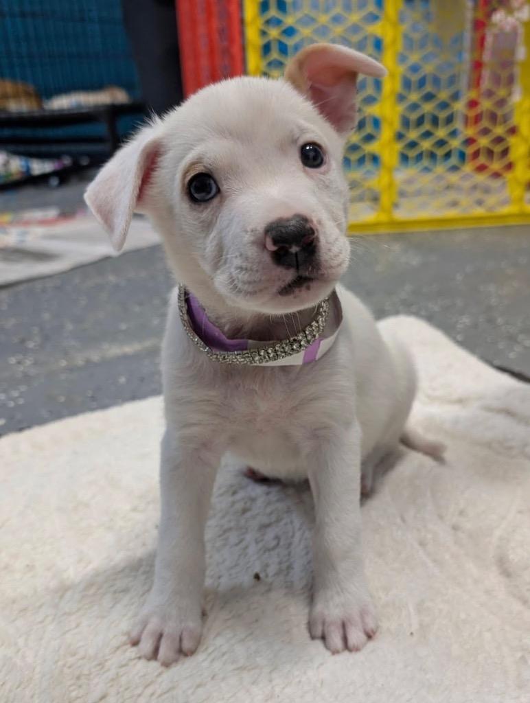 Enlarge Penny (Penelope), a Adopted mixed breed in Warren, MI image 4/6