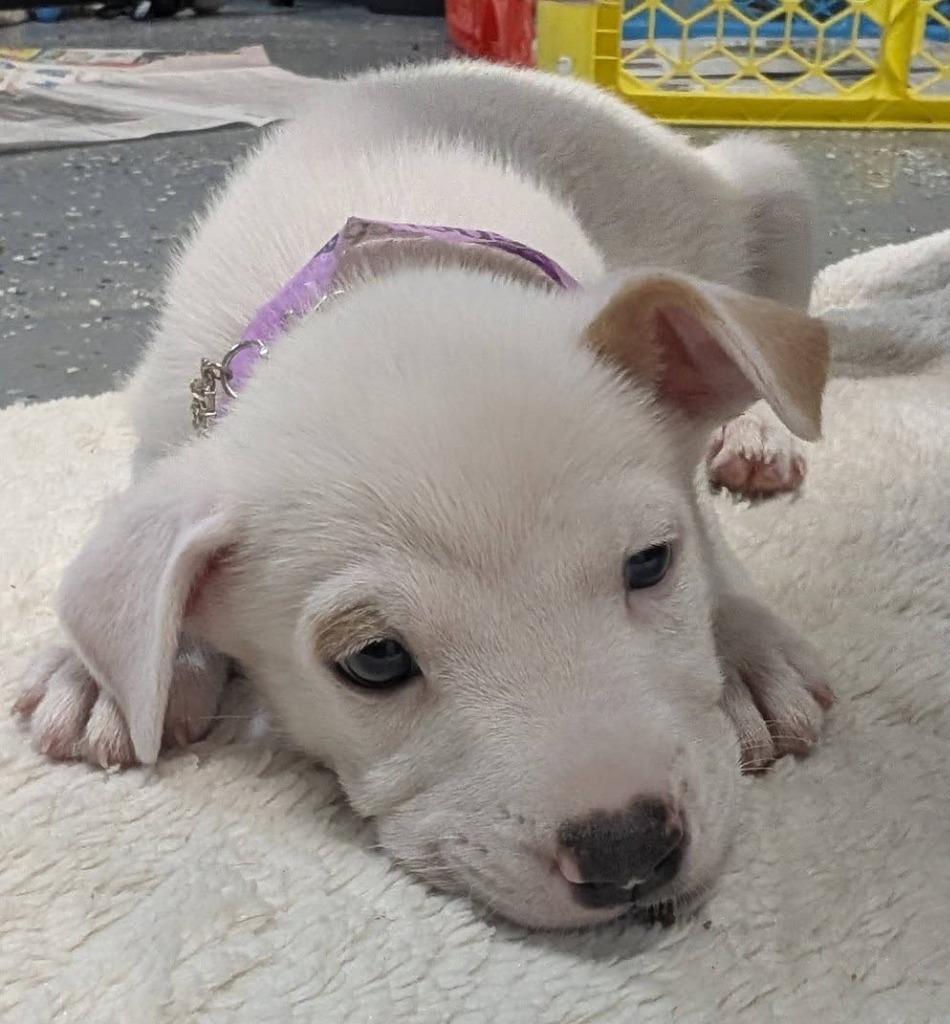 Enlarge Penny (Penelope), a Adopted mixed breed in Warren, MI image 5/6