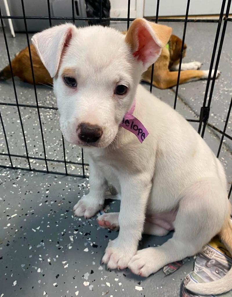 Enlarge Penny (Penelope), a Adopted mixed breed in Warren, MI image 6/6