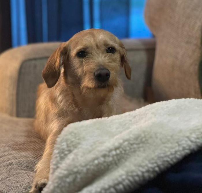 ELLA, a Adopted mixed breed in Great Bend, KS image 2/2