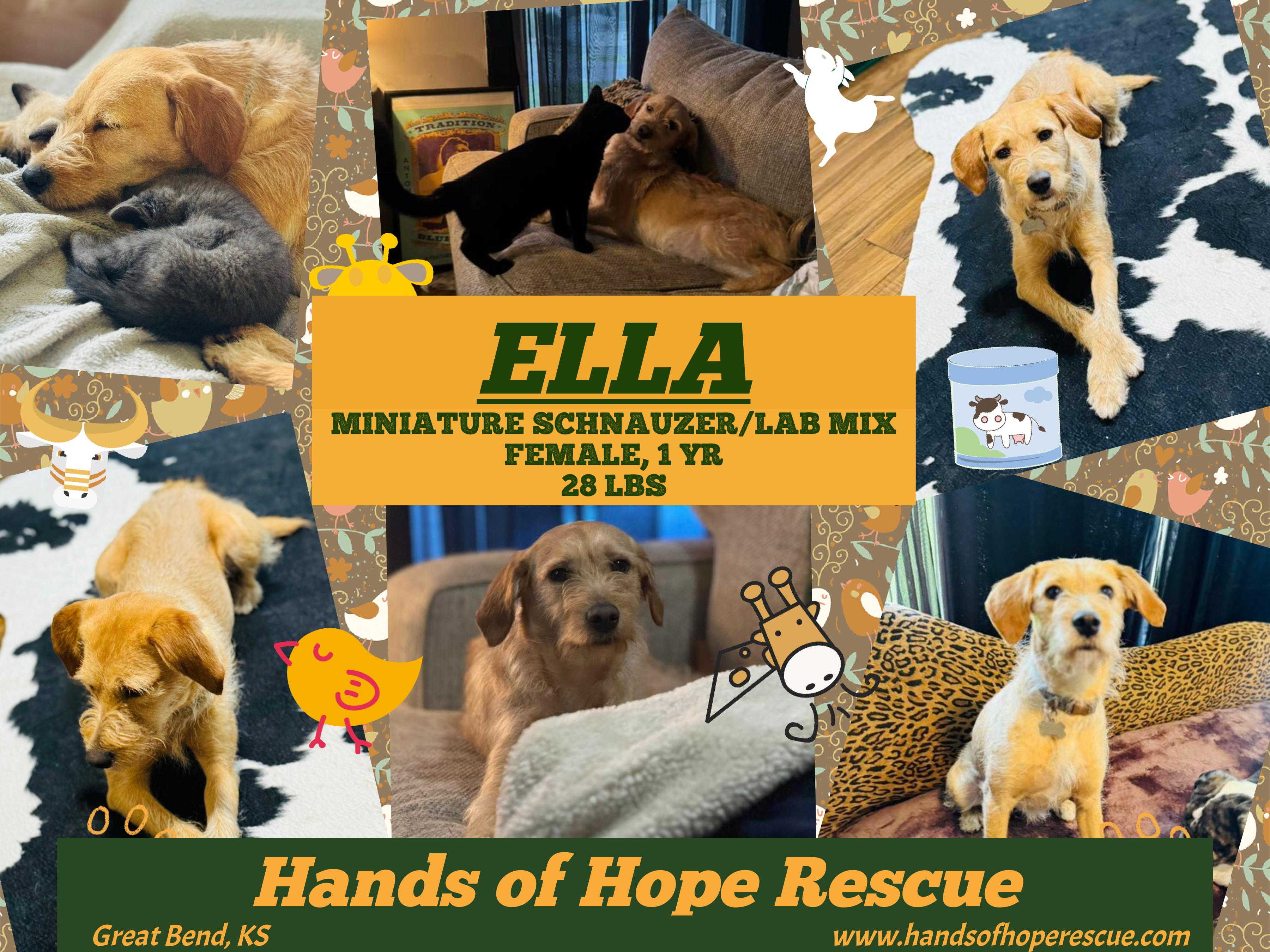 ELLA, Adopted, Young Female Miniature Schnauzer & Labrador Retriever.