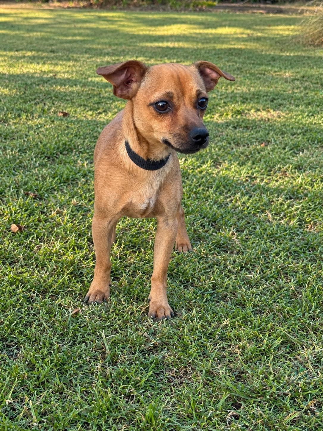 Enlarge Lorenzo, a Adoptable Chihuahua in Helotes, TX image 1/3