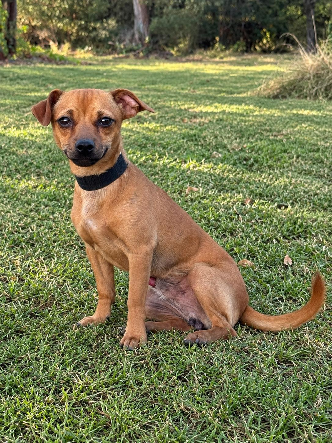 Enlarge Lorenzo, a Adoptable Chihuahua in Helotes, TX image 2/3
