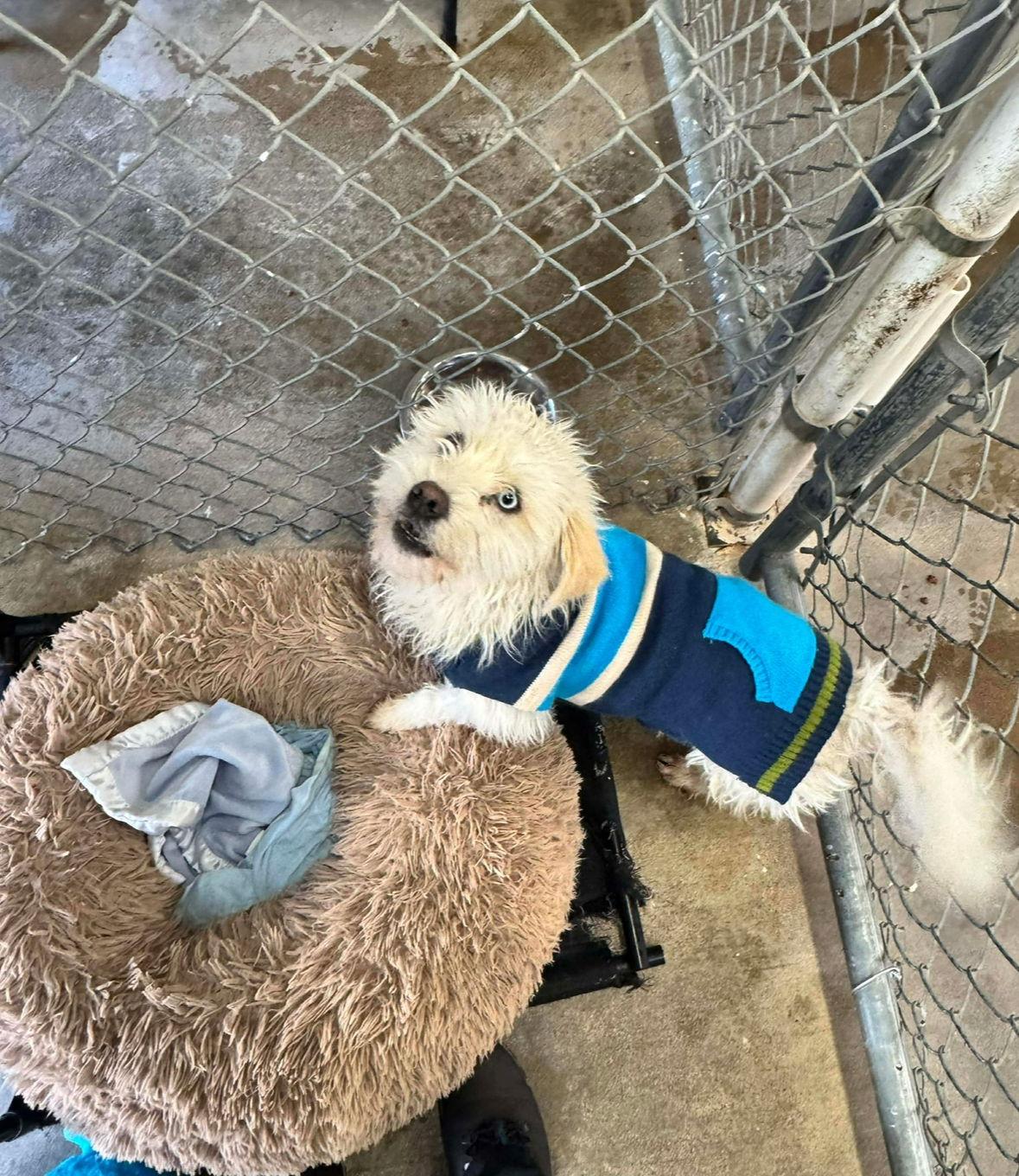 SPONSOR ME - Sparky, Adoptable, Young Male Schnauzer.