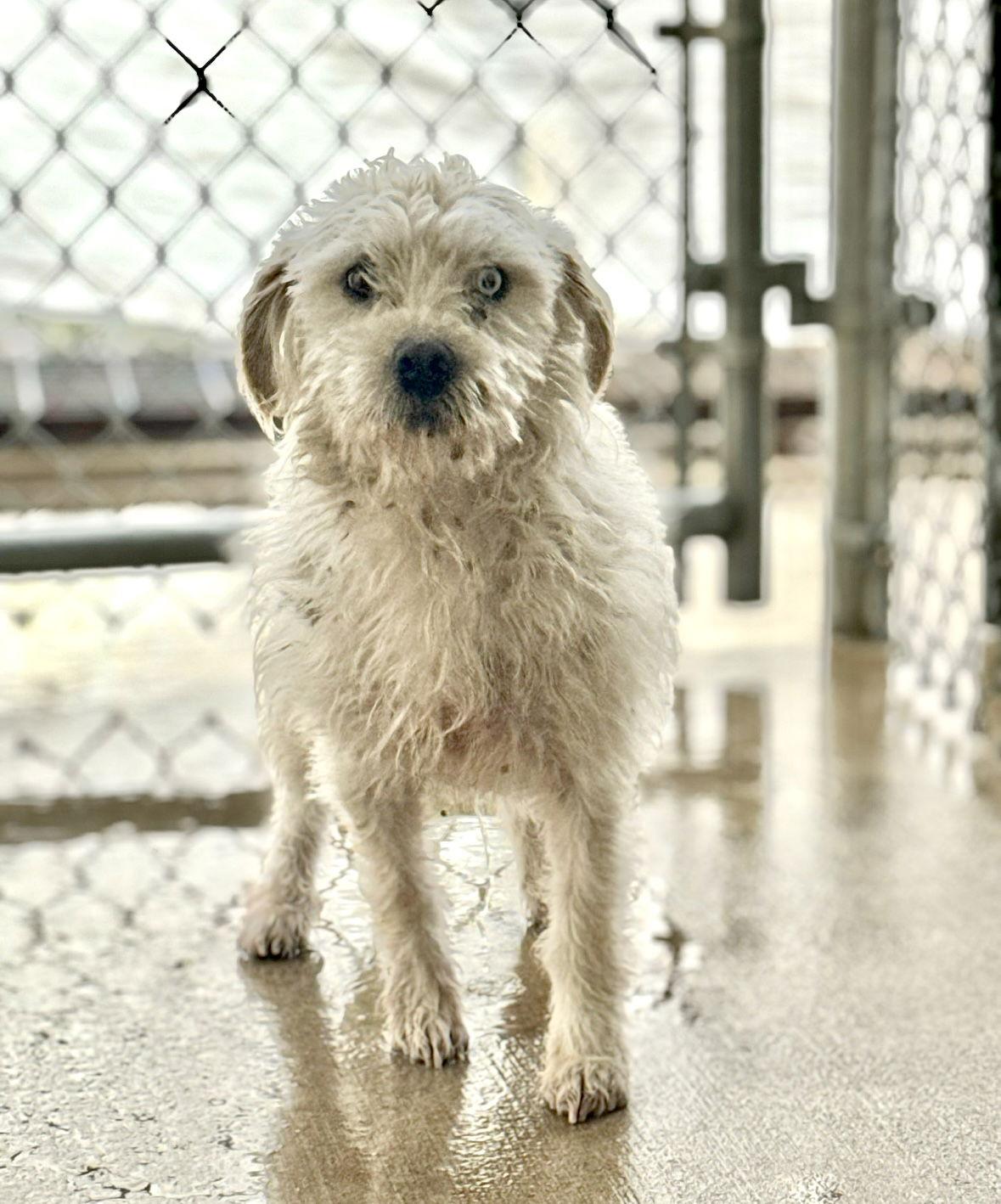 SPONSOR ME - Sparky, Adoptable, Young Male Schnauzer.