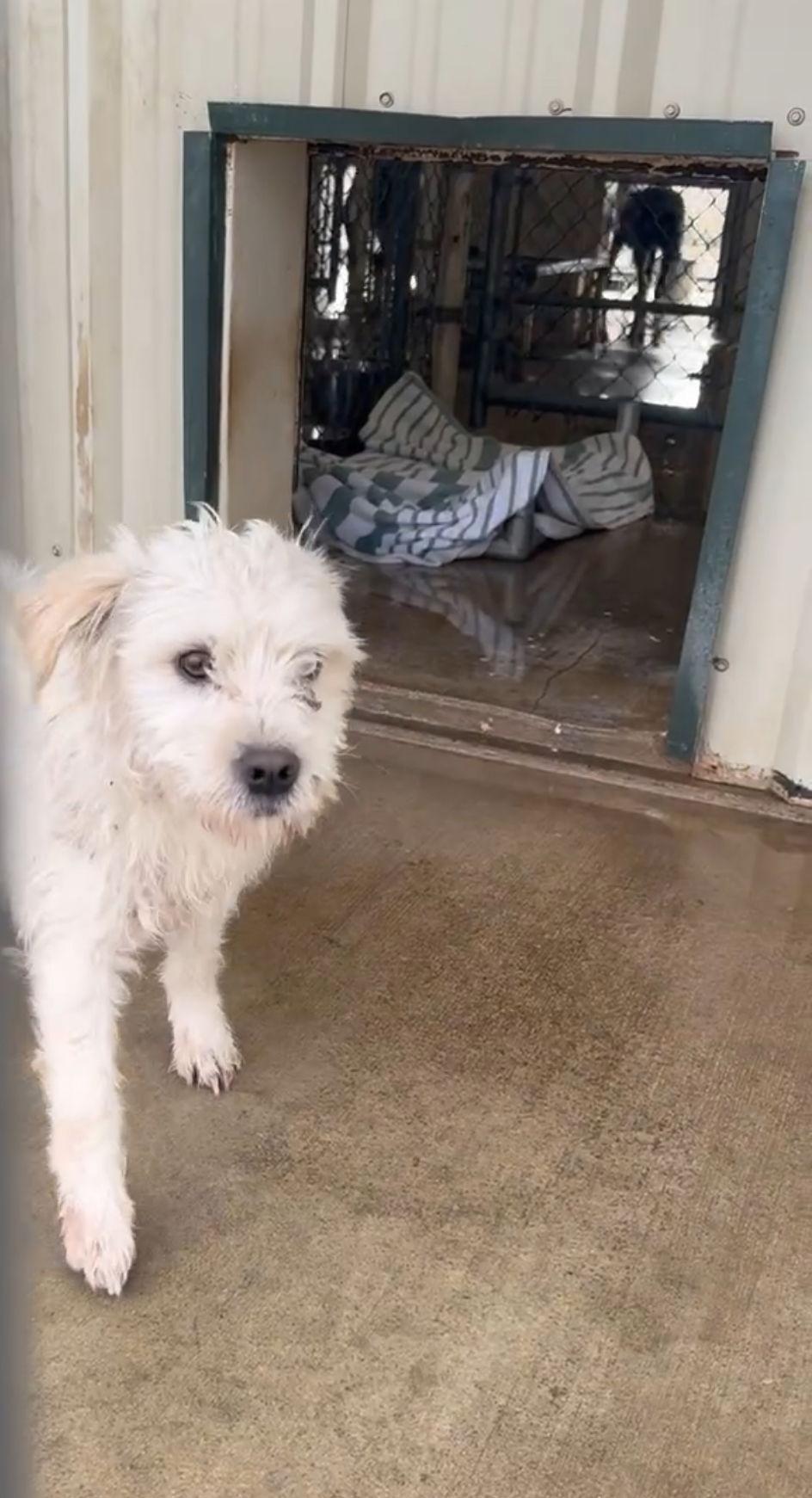 Enlarge SPONSOR ME - Sparky, a Adoptable Schnauzer in Grafton, WI image 2/3