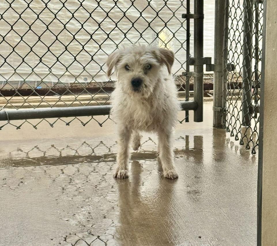 Enlarge SPONSOR ME - Sparky, a Adoptable Schnauzer in Grafton, WI image 3/3