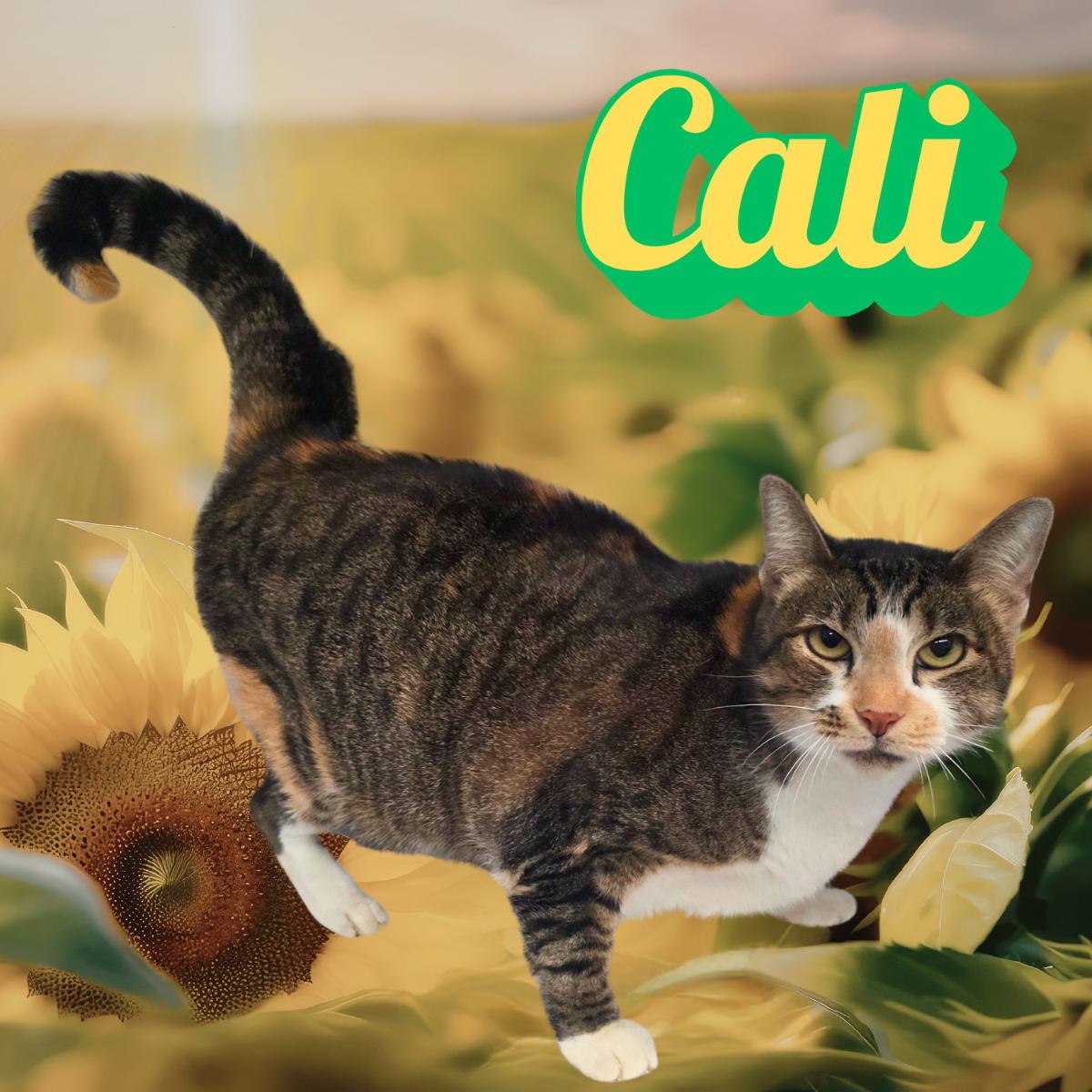 Enlarge Cali, a ADOPTABLE Domestic Short Hair in South Padre Island, TX image 1/1