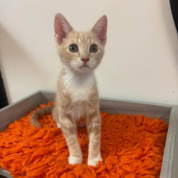 Timon @ Fat Cat Cafe, adoptable, Kitten Male Domestic Short Hair.