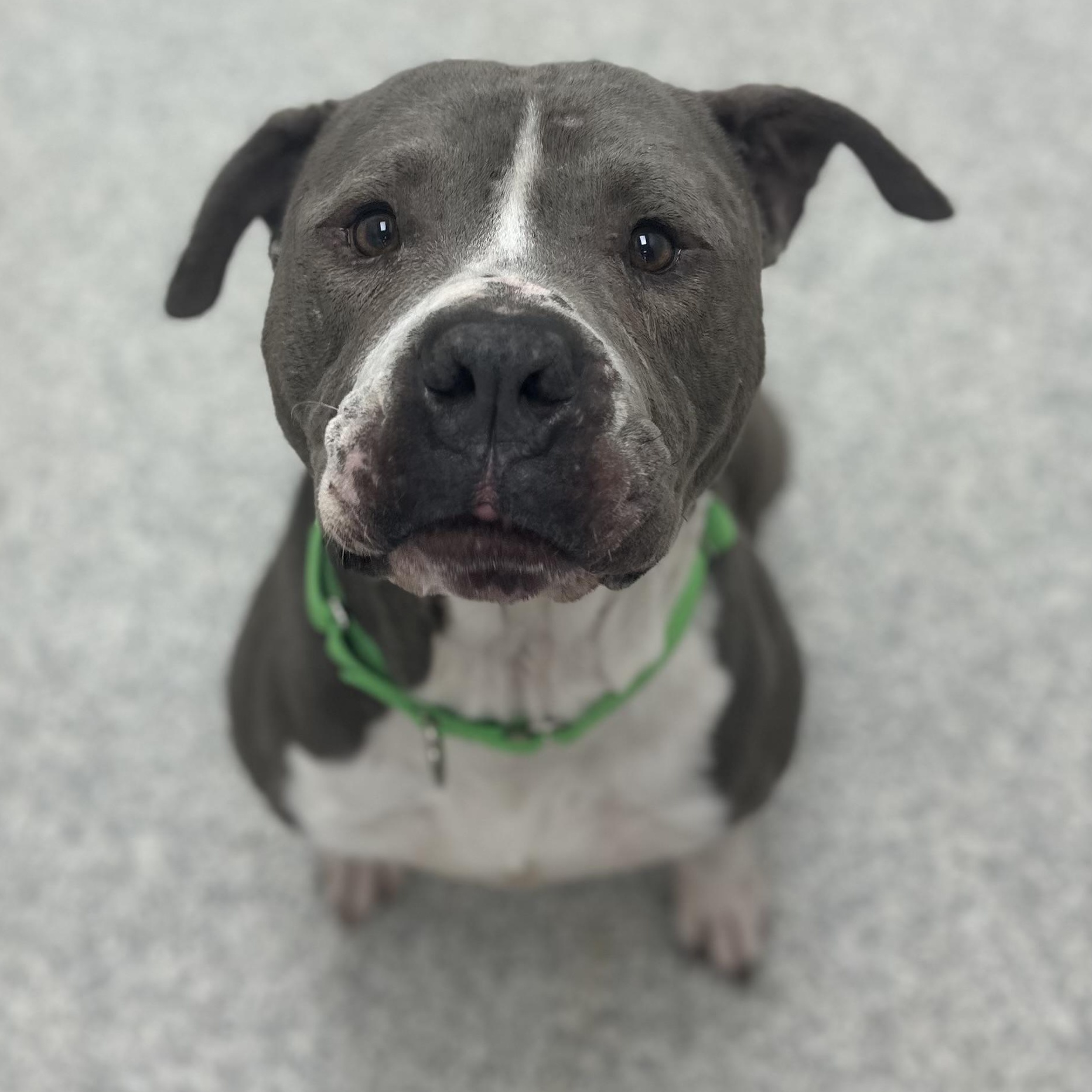 Undertaker, Adult Male Mixed Breed