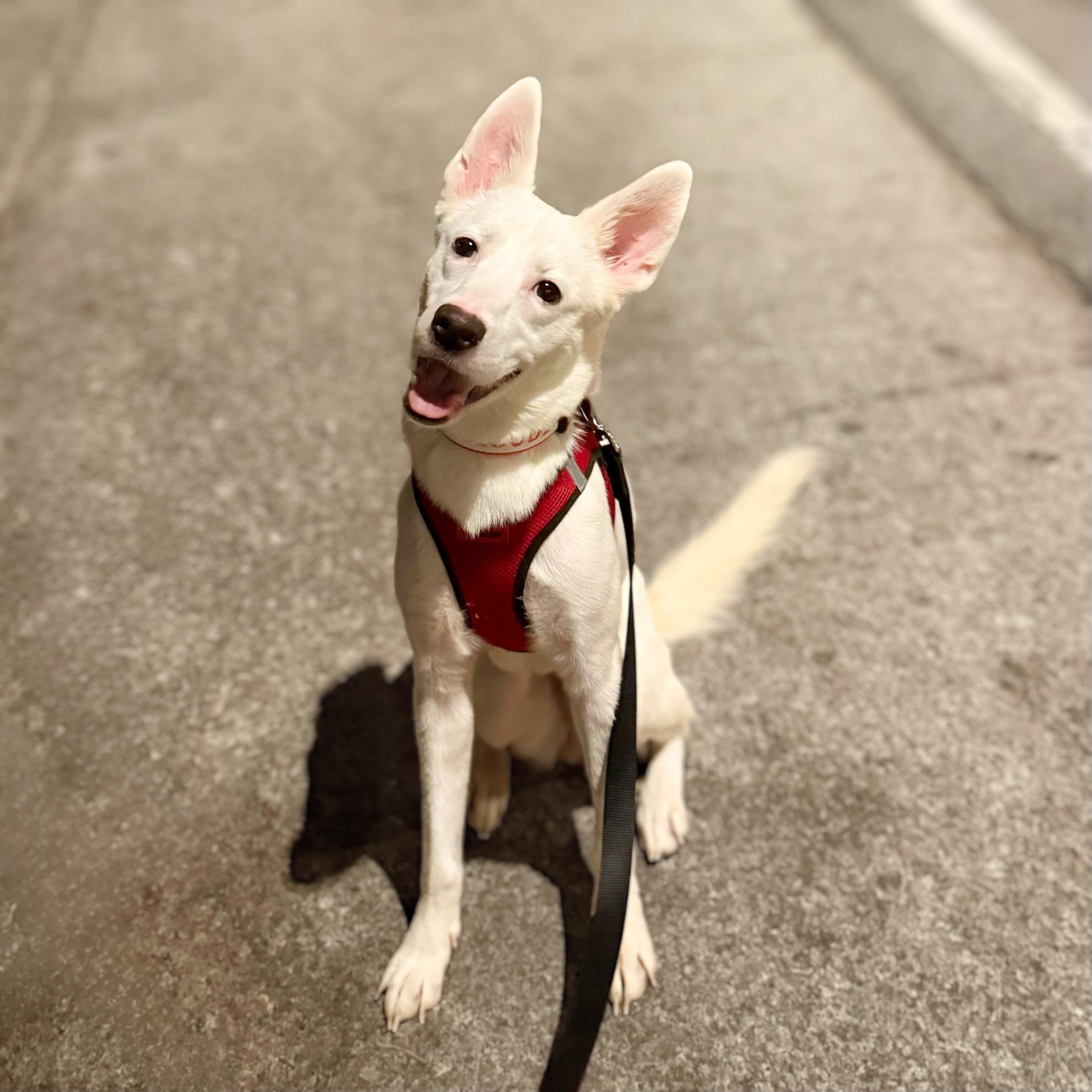 Pandemonium, an adoptable Spitz in New York, NY, 10012 | Photo Image 4