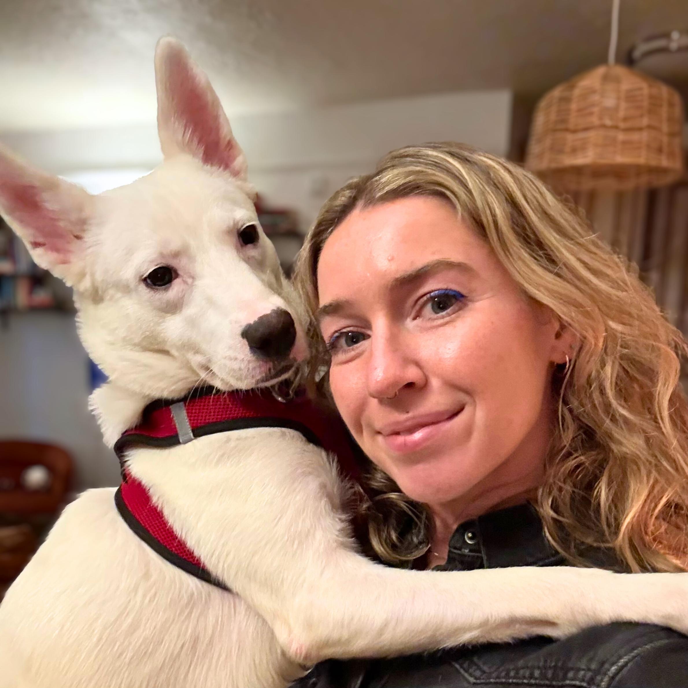 Pandemonium, an adoptable Spitz in New York, NY, 10012 | Photo Image 3