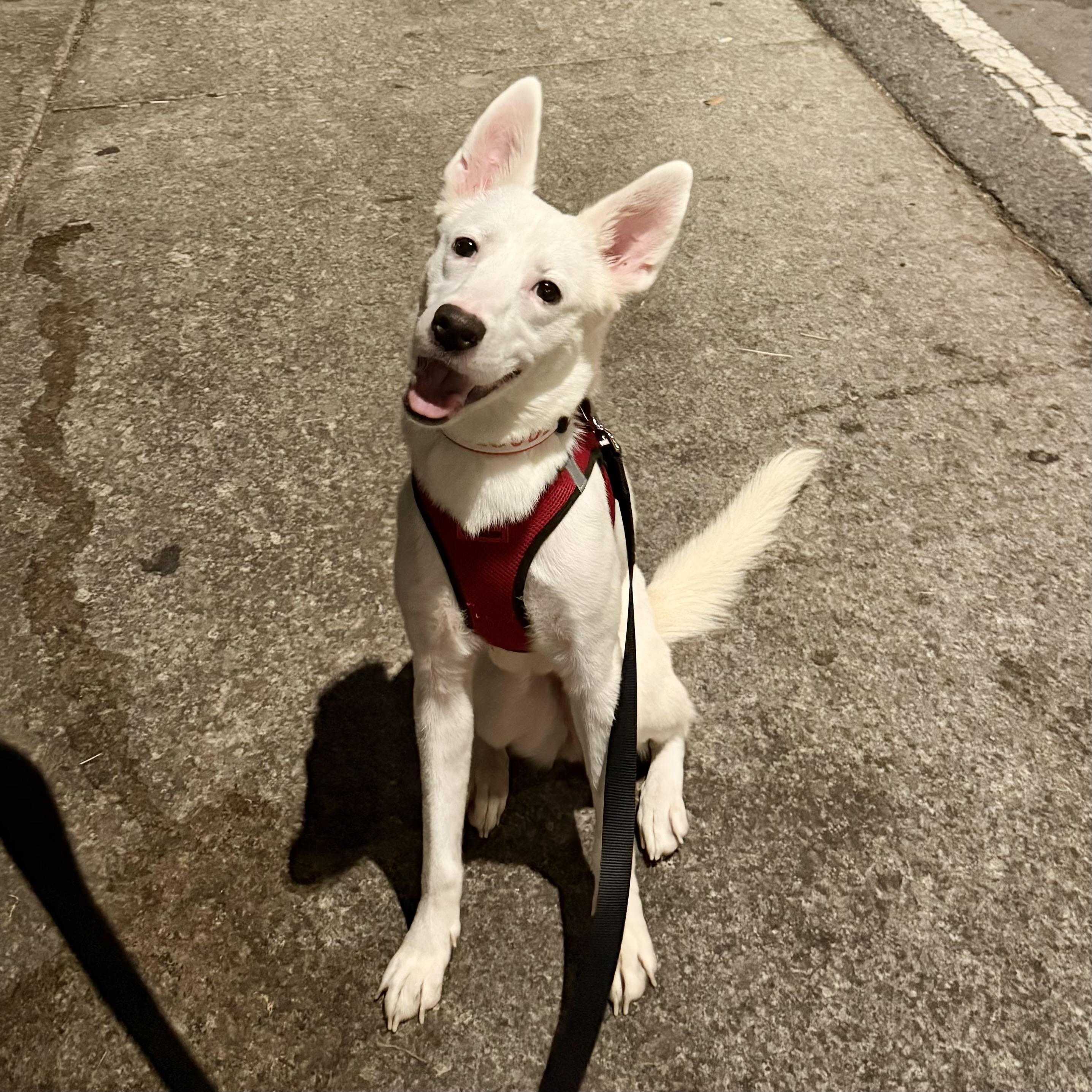 Pandemonium thumbnail 5