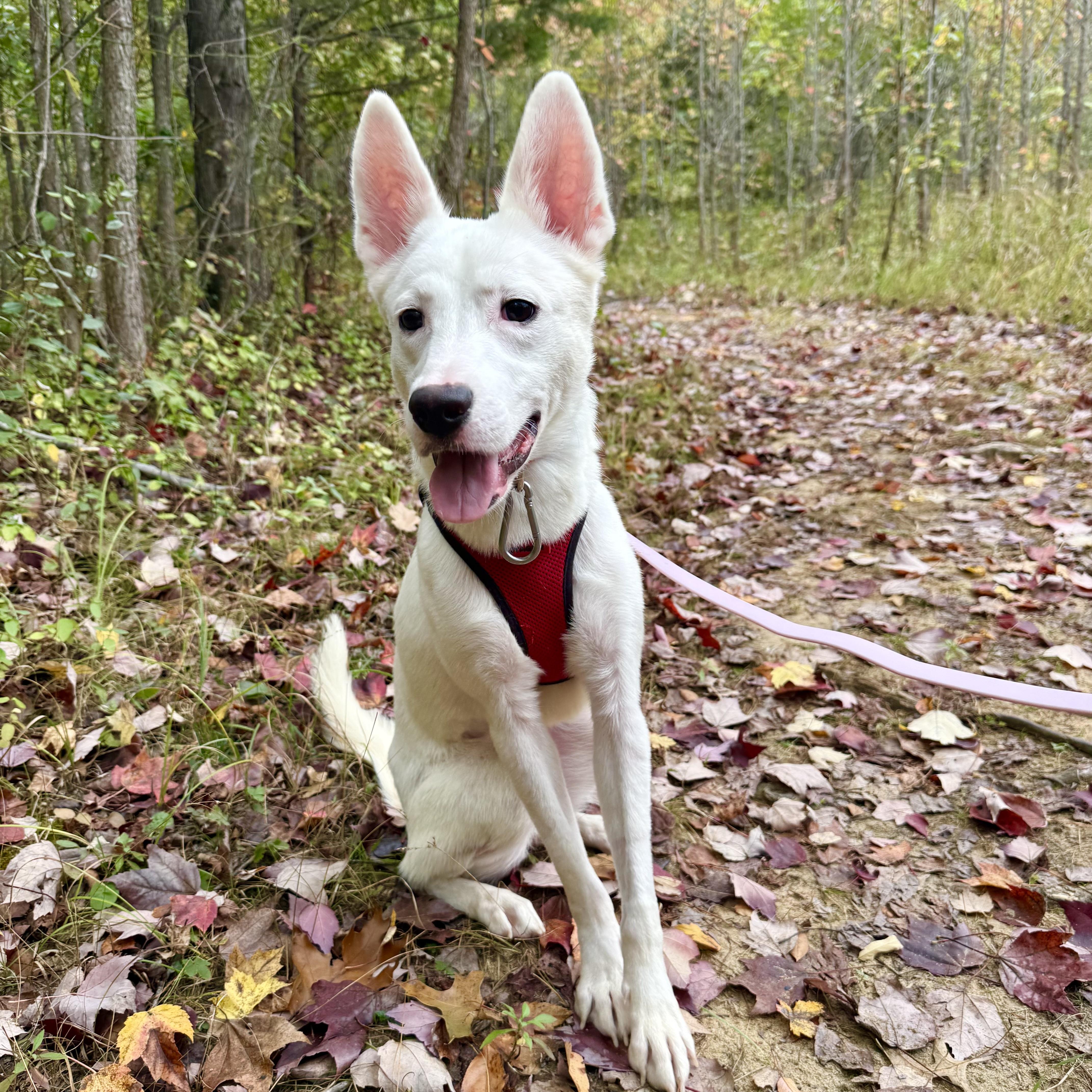 Pandemonium, an adoptable Spitz in New York, NY, 10012 | Photo Image 1