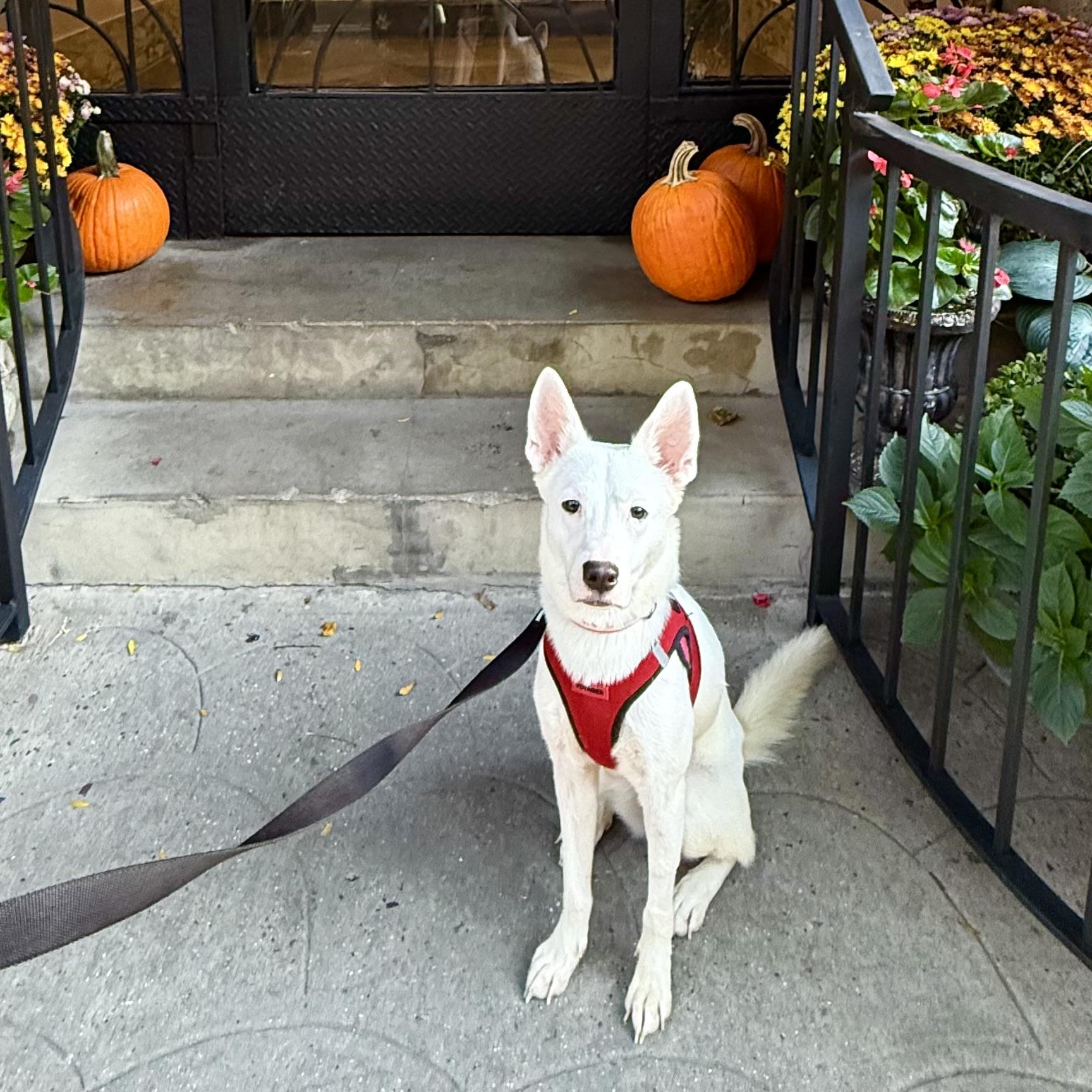 Pandemonium, an adoptable Spitz in New York, NY, 10012 | Photo Image 5