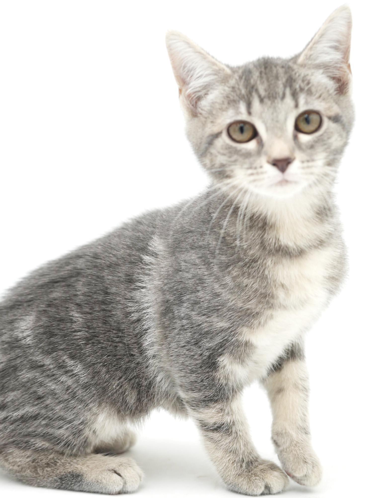 Enlarge Mercury - U will fall fast in love with this stellar mini love bug, a Adoptable mixed breed in Bedford Hills, NY image 4/6