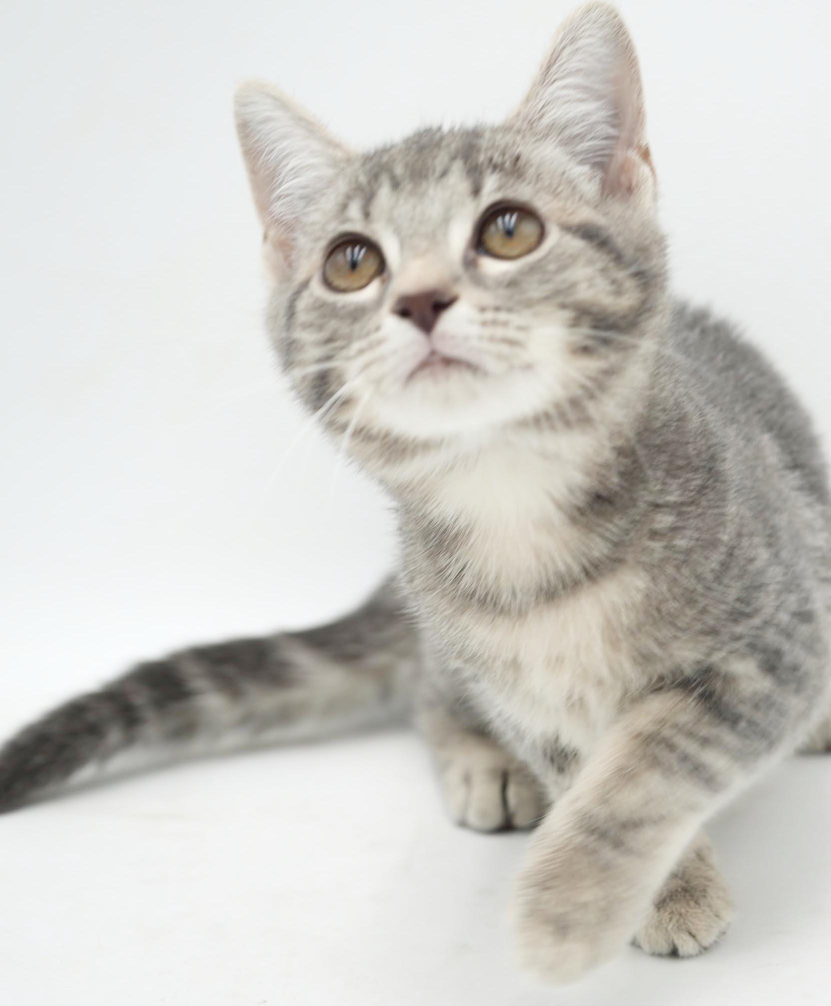 Enlarge Mercury - U will fall fast in love with this stellar mini love bug, a Adoptable mixed breed in Bedford Hills, NY image 3/6