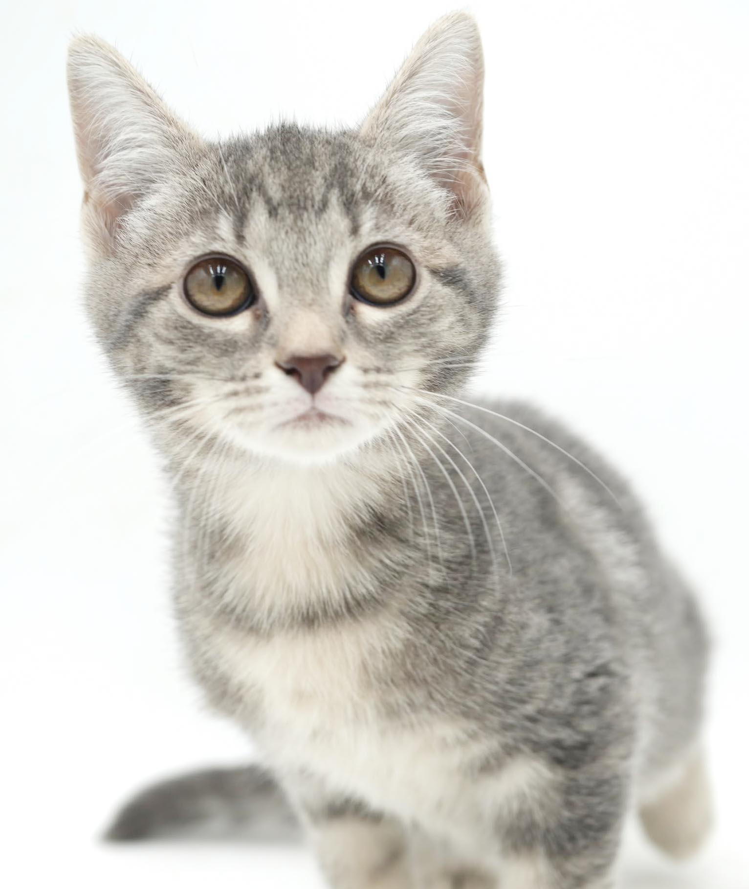 Enlarge Mercury - U will fall fast in love with this stellar mini love bug, a Adoptable mixed breed in Bedford Hills, NY image 2/6